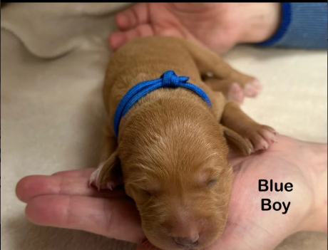 Stunning Fox Red Labradors puppies for sale in Pilling, Lancashire.