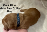 Stunning Fox Red Labradors puppies for sale in Pilling, Lancashire.