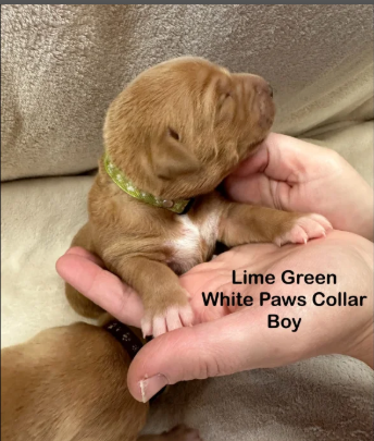 Stunning Fox Red Labradors puppies for sale in Pilling, Lancashire.