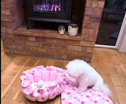 Beautiful-Bichon-Frise-Puppies-for-sale-in-Northampton-Northamptonshire.-2