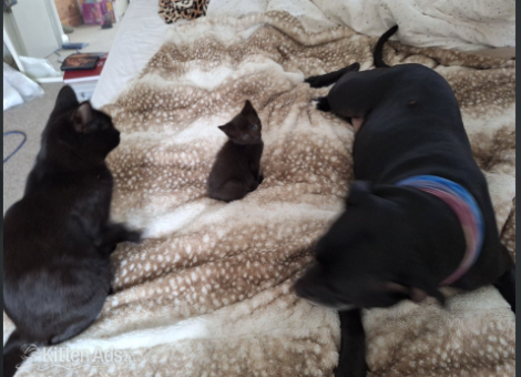 Beautiful-Blackgrey-kittens-for-sale-in-Haywards-Heath-West-Sussex-2