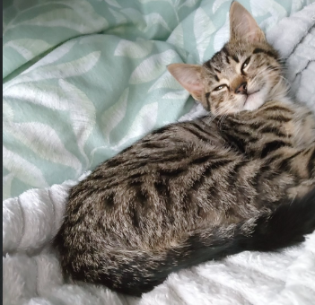 Beautiful-British-Shorthair-kittens-for-sale-in-Uckfield-East-Sussex-2