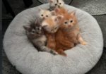 Beautiful Red Maine Coon Kittens for sale in Milton Keynes Buckinghamshire