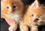 Beautiful Red Maine Coon Kittens for sale in Milton Keynes Buckinghamshire