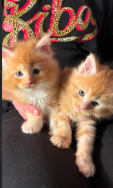 Beautiful-Red-Maine-Coon-Kittens-for-sale-in-Milton-Keynes-Buckinghamshire-2