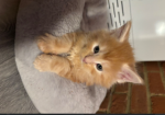 Beautiful Red Maine Coon Kittens for sale in Milton Keynes Buckinghamshire