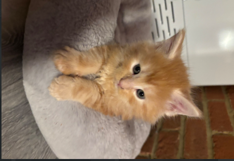 Beautiful Red Maine Coon Kittens for sale in Milton Keynes Buckinghamshire