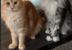 Beautiful Red Maine Coon Kittens for sale in Milton Keynes Buckinghamshire