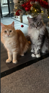 Beautiful Red Maine Coon Kittens for sale in Milton Keynes Buckinghamshire