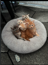 Beautiful Red Maine Coon Kittens for sale in Milton Keynes Buckinghamshire