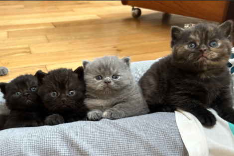 British-Shorthair-Kittens-for-sale-in-Salisbury-Wiltshire-2