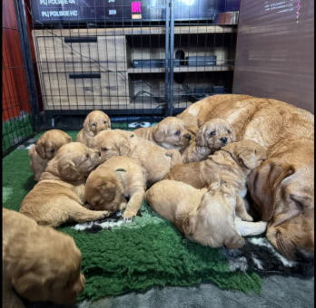 Health-tested-Labradoodle-puppies-for-sale-in-Droitwich-Spa-Worcestershire.-2