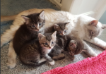 Ragdoll cross maincoon kittens for sale in Greater London