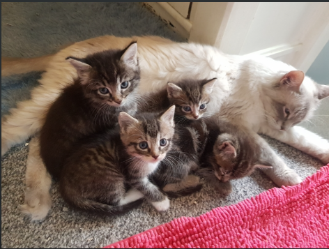 Ragdoll cross maincoon kittens for sale in Greater London