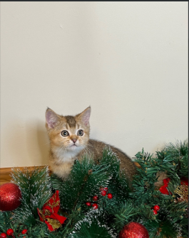 Scottish-Fold-kitten-for-sale-in-Bedford-Bedfordshire.-2