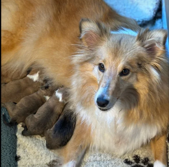 Shetland-Sheepdog-Puppies-for-sale-in-Howden-East-Riding-of-Yorkshire.-2