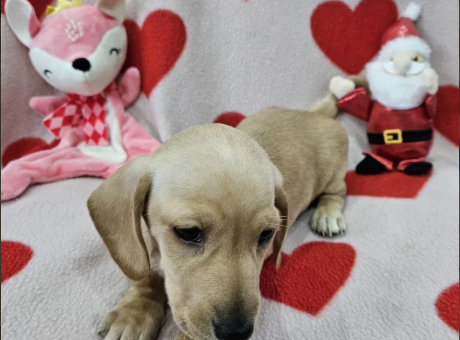 Shorthaired-Minature-Daschund-puppies-for-sale-in-Leamore-West-Midlands.-2