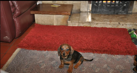 Smooth-Haired-Dachshunds-puppies-for-sale-in-Bronant-Bronnant-Dyfed.-2