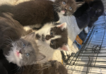 Beautiful friendly Maine Coon kittens for sale in East Sussex, Eastbourne.