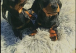 Stunning Miniature dachshund puppies for sale in Old Colwyn, Clwyd.