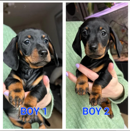 Stunning Miniature dachshund puppies for sale in Old Colwyn, Clwyd.