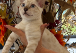 Stunning Snow Bengal kitten for sale in Ashford, Kent.