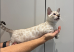 Stunning Snow Bengal kitten for sale in Ashford, Kent.