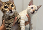 Stunning Snow Bengal kitten for sale in Ashford, Kent.
