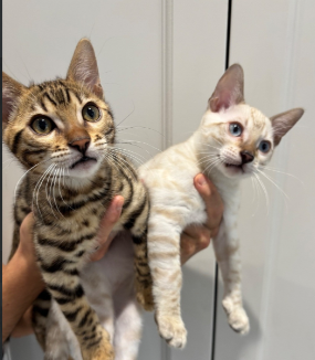 Stunning Snow Bengal kitten for sale in Ashford, Kent.