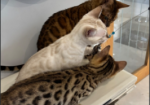 Stunning Snow Bengal kitten for sale in Ashford, Kent.