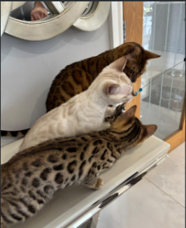 Stunning Snow Bengal kitten for sale in Ashford, Kent.