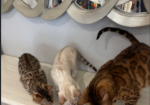 Stunning Snow Bengal kitten for sale in Ashford, Kent.