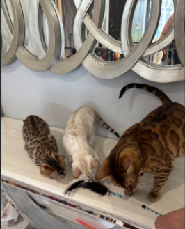 Stunning Snow Bengal kitten for sale in Ashford, Kent.