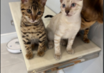 Stunning Snow Bengal kitten for sale in Ashford, Kent.