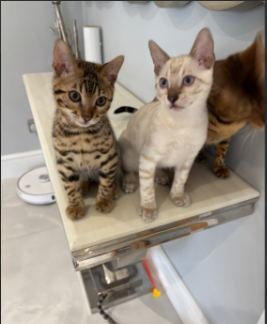 Stunning Snow Bengal kitten for sale in Ashford, Kent.