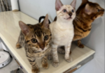 Stunning Snow Bengal kitten for sale in Ashford, Kent.