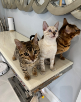 Stunning Snow Bengal kitten for sale in Ashford, Kent.