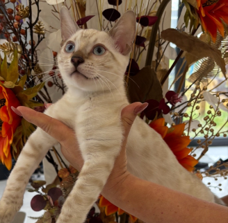 Stunning Snow Bengal kitten for sale in Ashford, Kent.