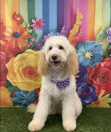 TherapyAssistance-Labradoodle-Puppy-for-sale-in-Potter-Street-Essex.-2