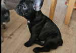 beautiful French Bulldog puppies for sale in Northampton, Northamptonshire.